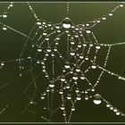 Spinnennetz - 1
