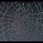 Spinnennetz -1-