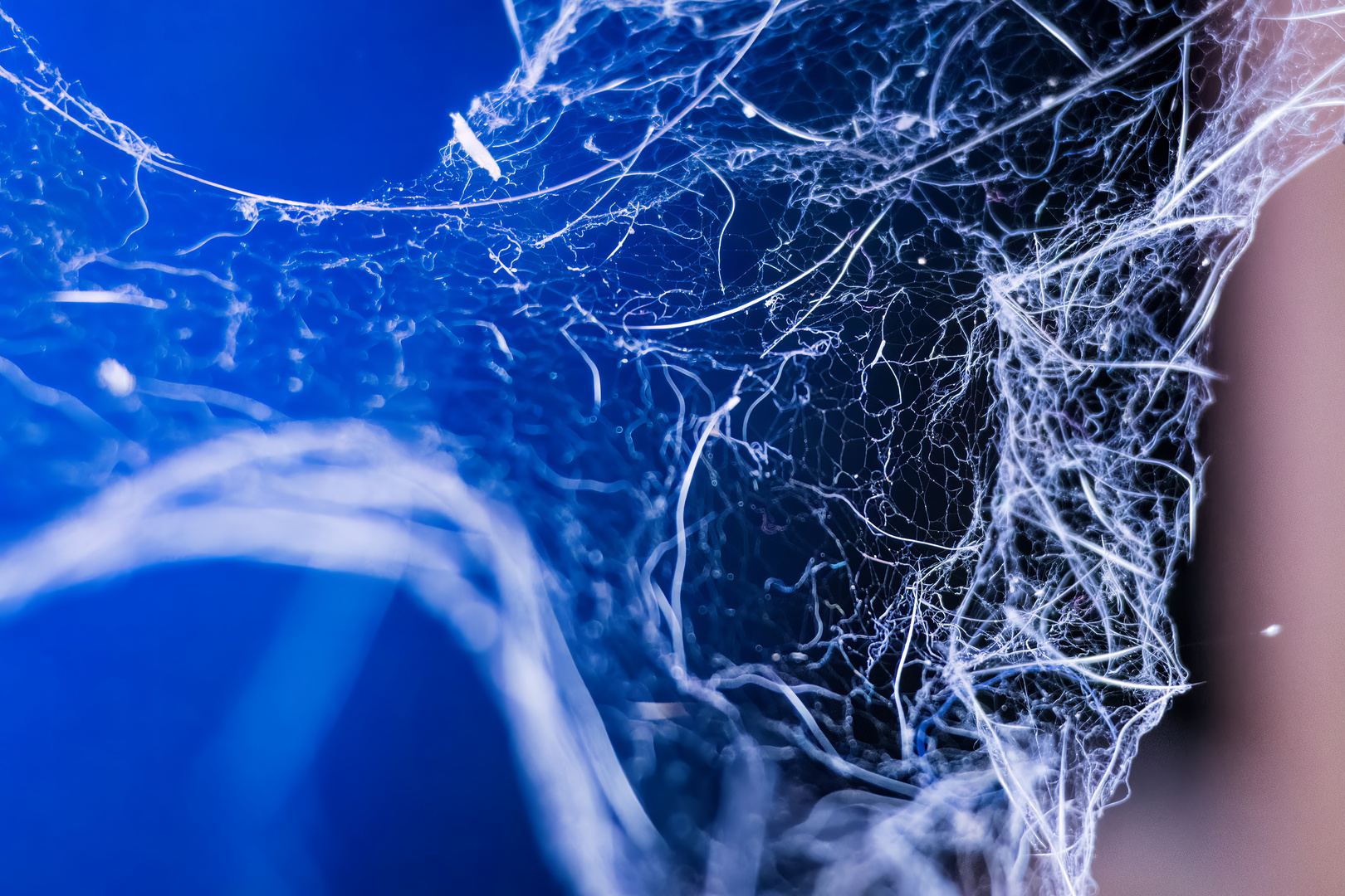 Spinnennetz Foto &amp; Bild | makro, natur, netz Bilder auf fotocommunity