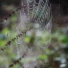 Spinnennetz (16)