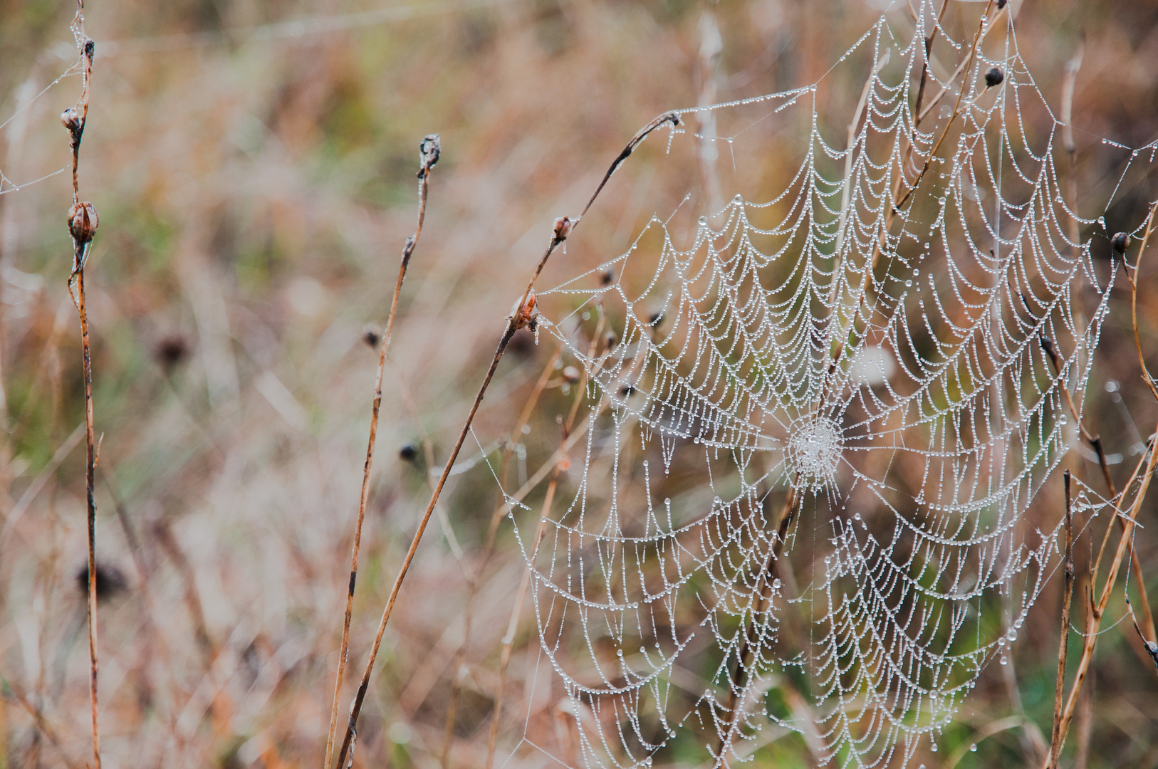 Spinnennetz Foto &amp; Bild | jahreszeiten, herbst, deutschland Bilder auf ...