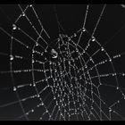 Spinnennetz -2-