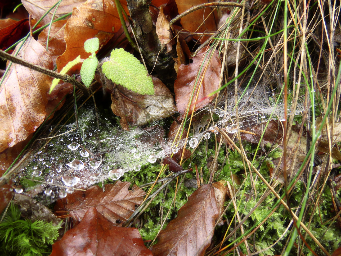 Spinnennetz 2 aufgenommen am 10.12.15