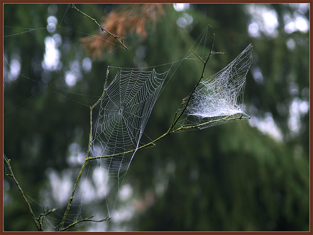 Spinnennetz (2)