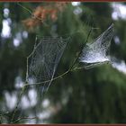 Spinnennetz (2)