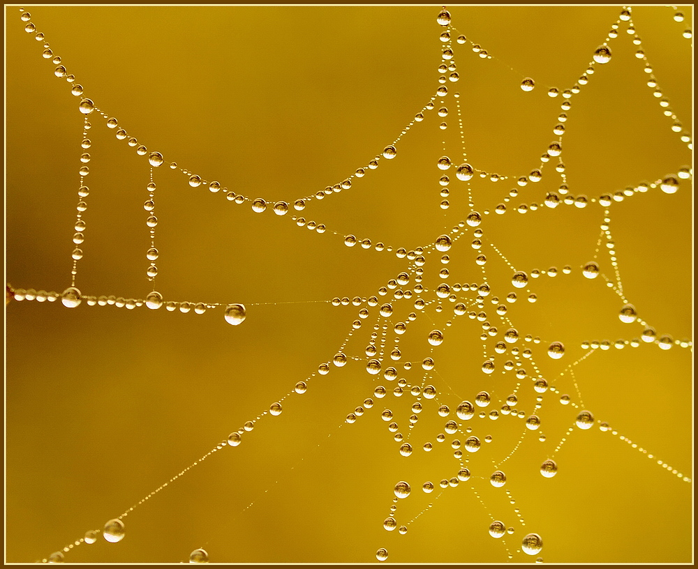 Spinnennetz 2