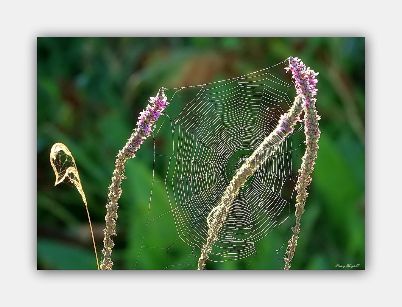 Spinnennetz