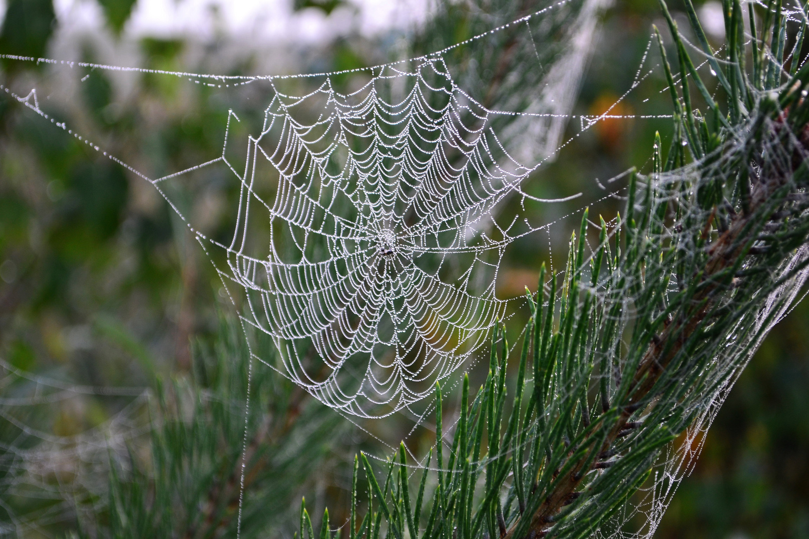 Spinnennetz - 25. September 2015