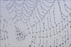 "Spinnennetz"
