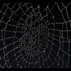 Spinnennetz -3-