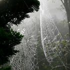 Spinnennetz 3