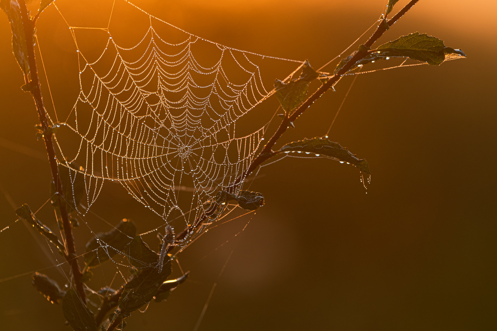 Spinnennetz___________________ Foto &amp; Bild | tiere, wildlife, spinnen ...