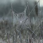 Spinnennetz
