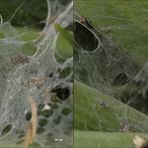Spinnennetz - 3D Kreuzblick