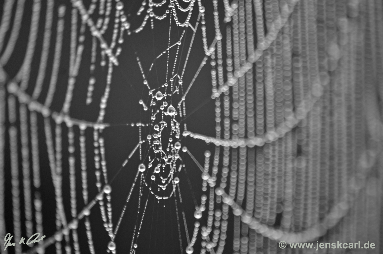 Spinnennetz 4