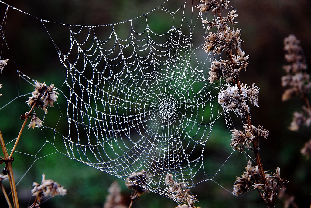 Spinnennetz Foto &amp; Bild | wasser, natur, herbst Bilder auf fotocommunity