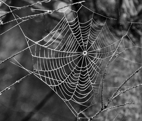 Spinnennetz 