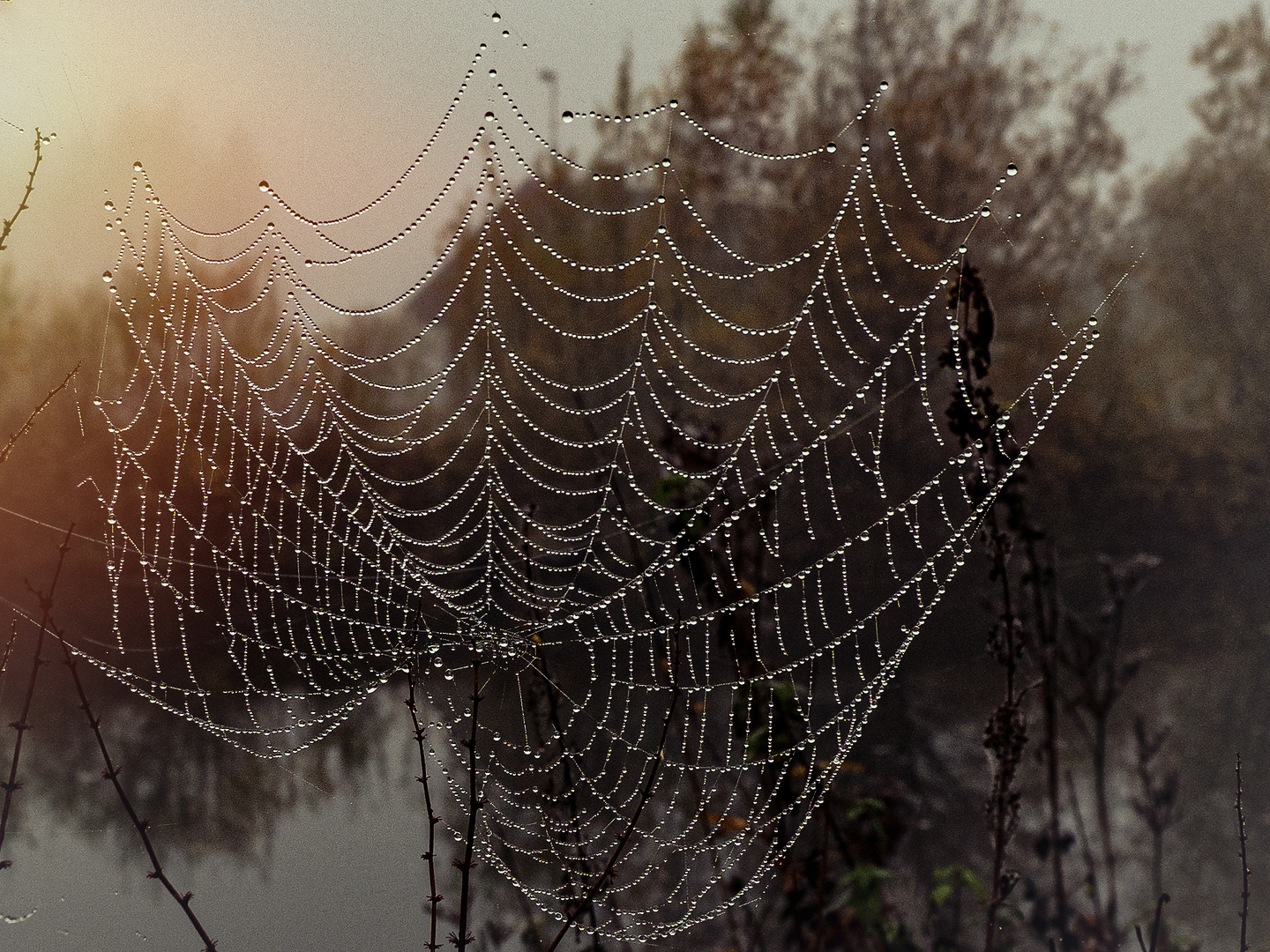 Spinnennetz Foto &amp; Bild | natur Bilder auf fotocommunity