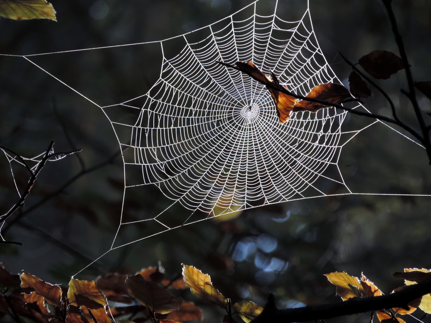 Spinnennetz Foto &amp; Bild | anfängerecke - nachgefragt, nachgefragt ...