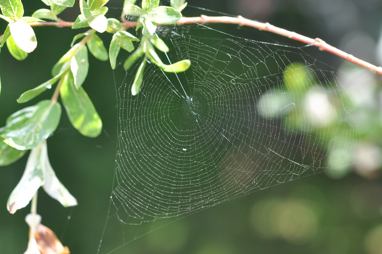 Spinnennetz