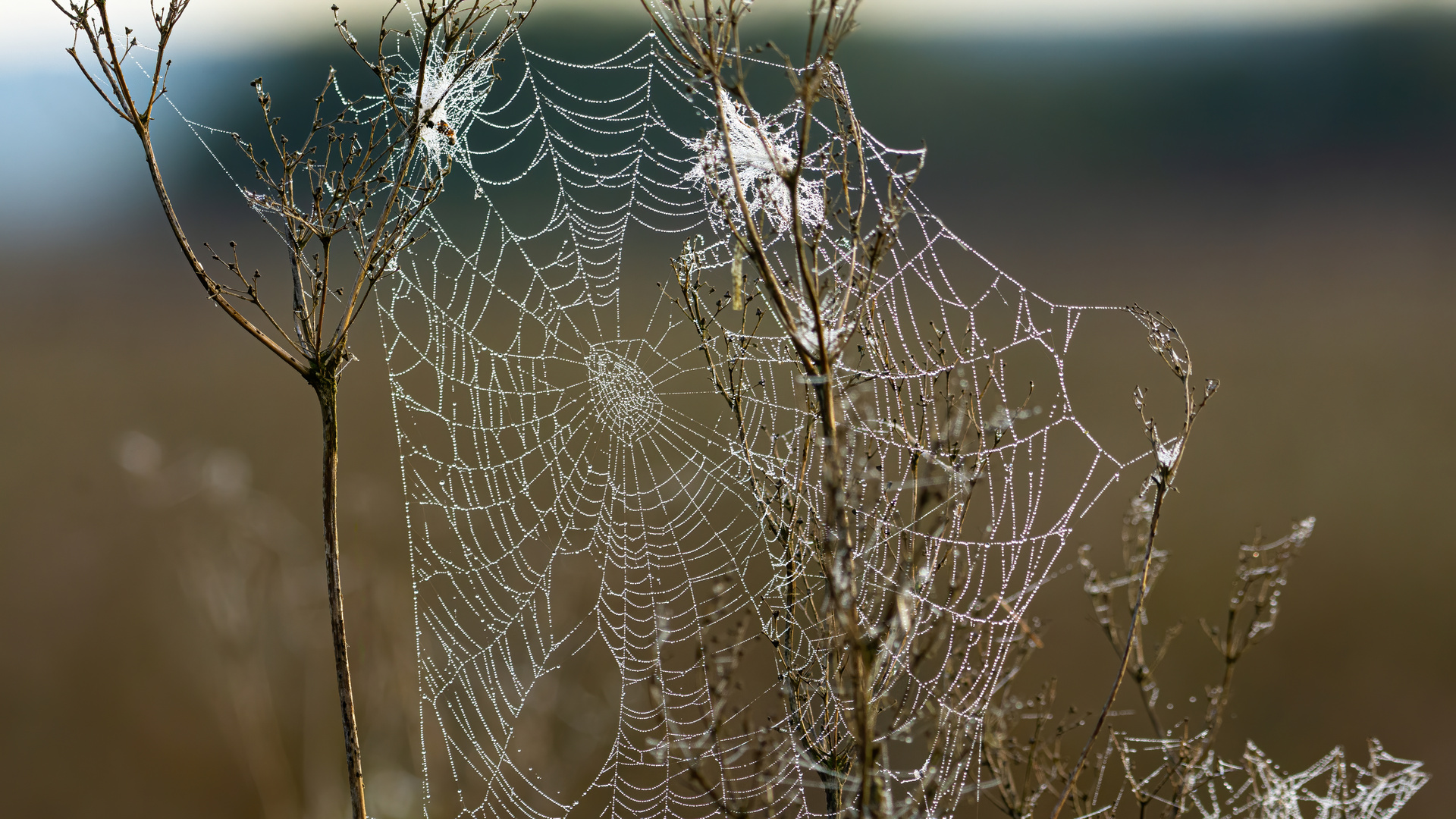 Spinnennetz