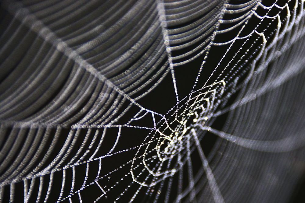 Spinnennetz als Kunstwerk