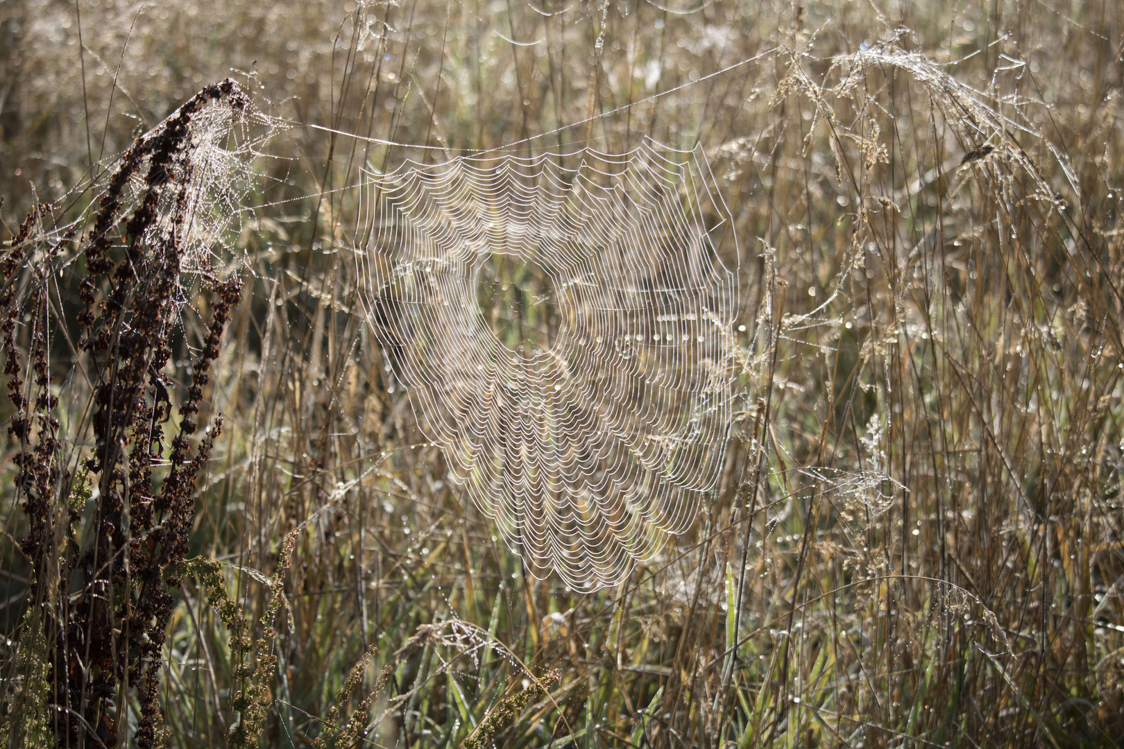 Spinnennetz Altweiber Sommer 2016 /2