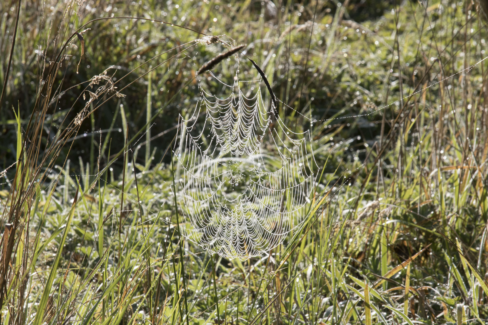 Spinnennetz Altweiber Sommer 2016_5