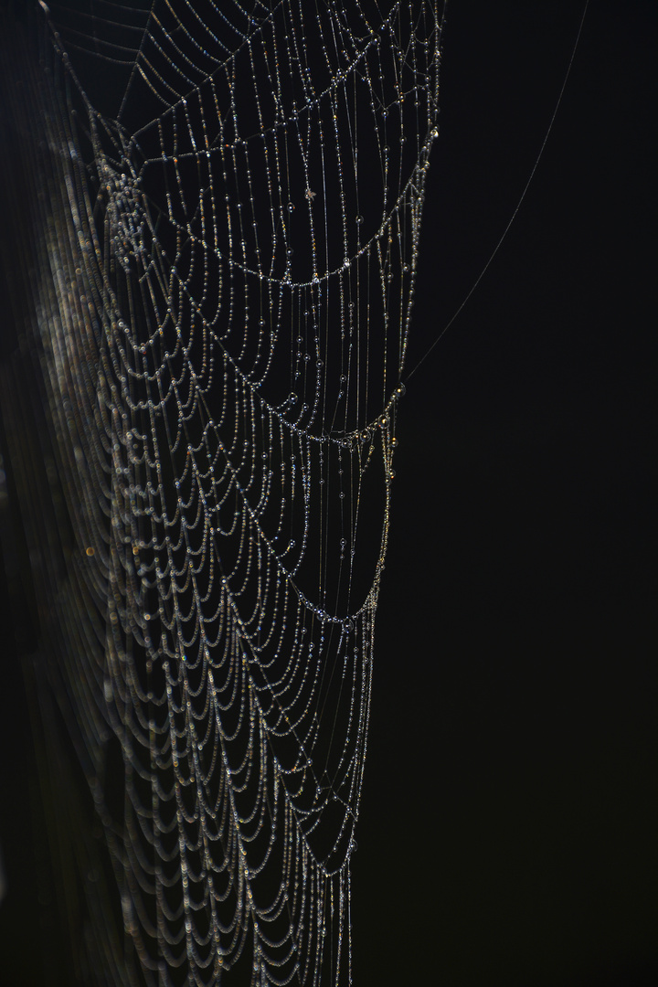 Spinnennetz am frühen Herbstmorgen