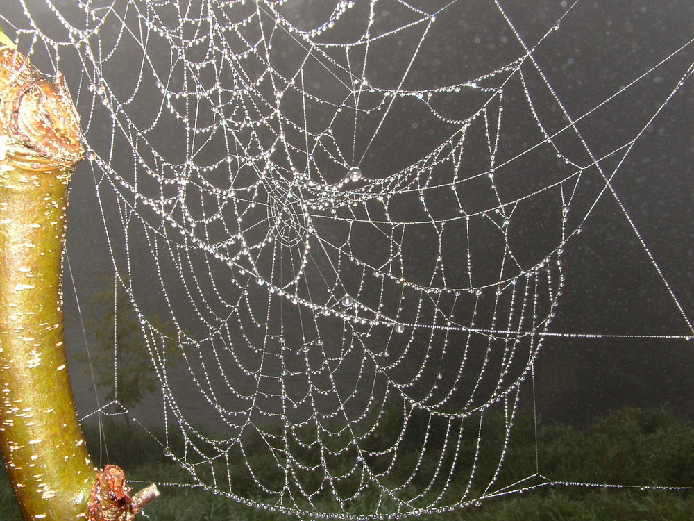 spinnennetz am frühen morgen