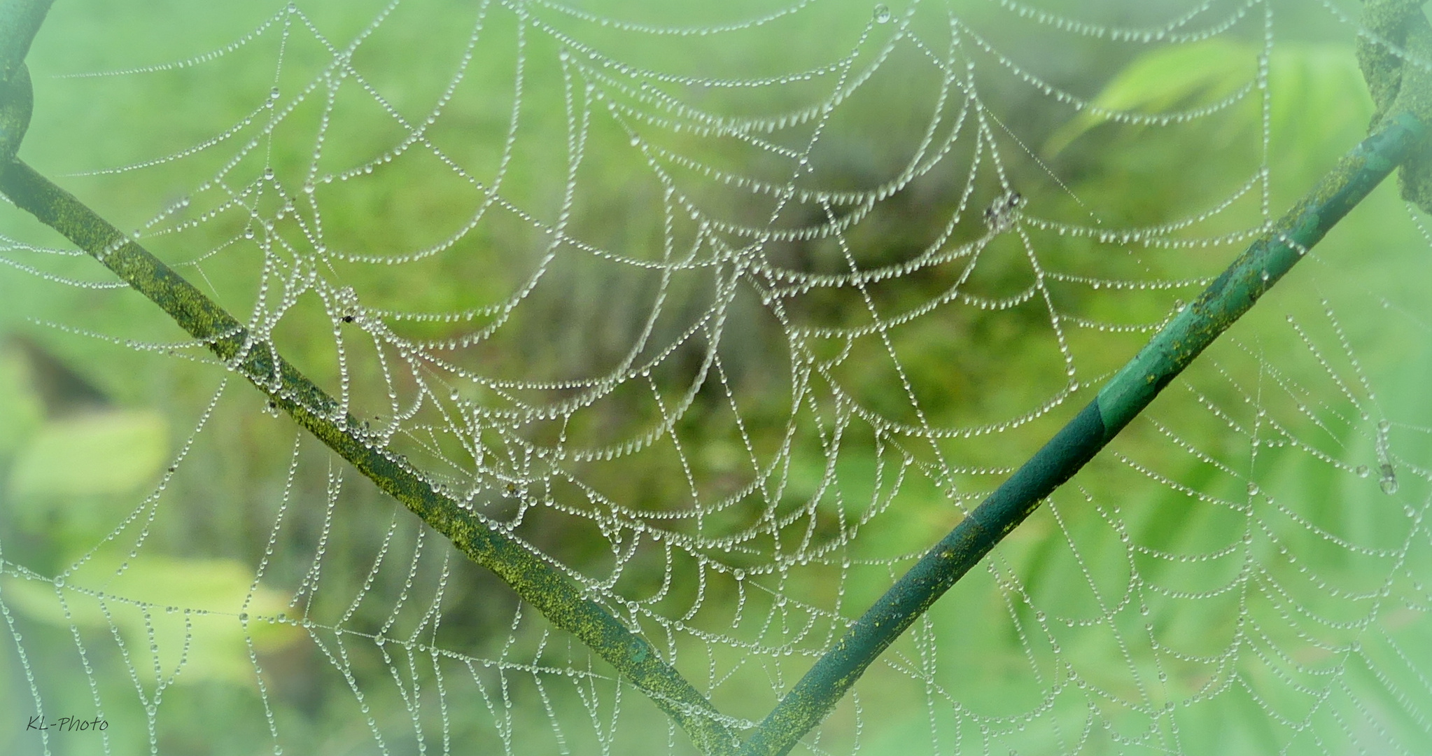 Spinnennetz am Gartenzaun