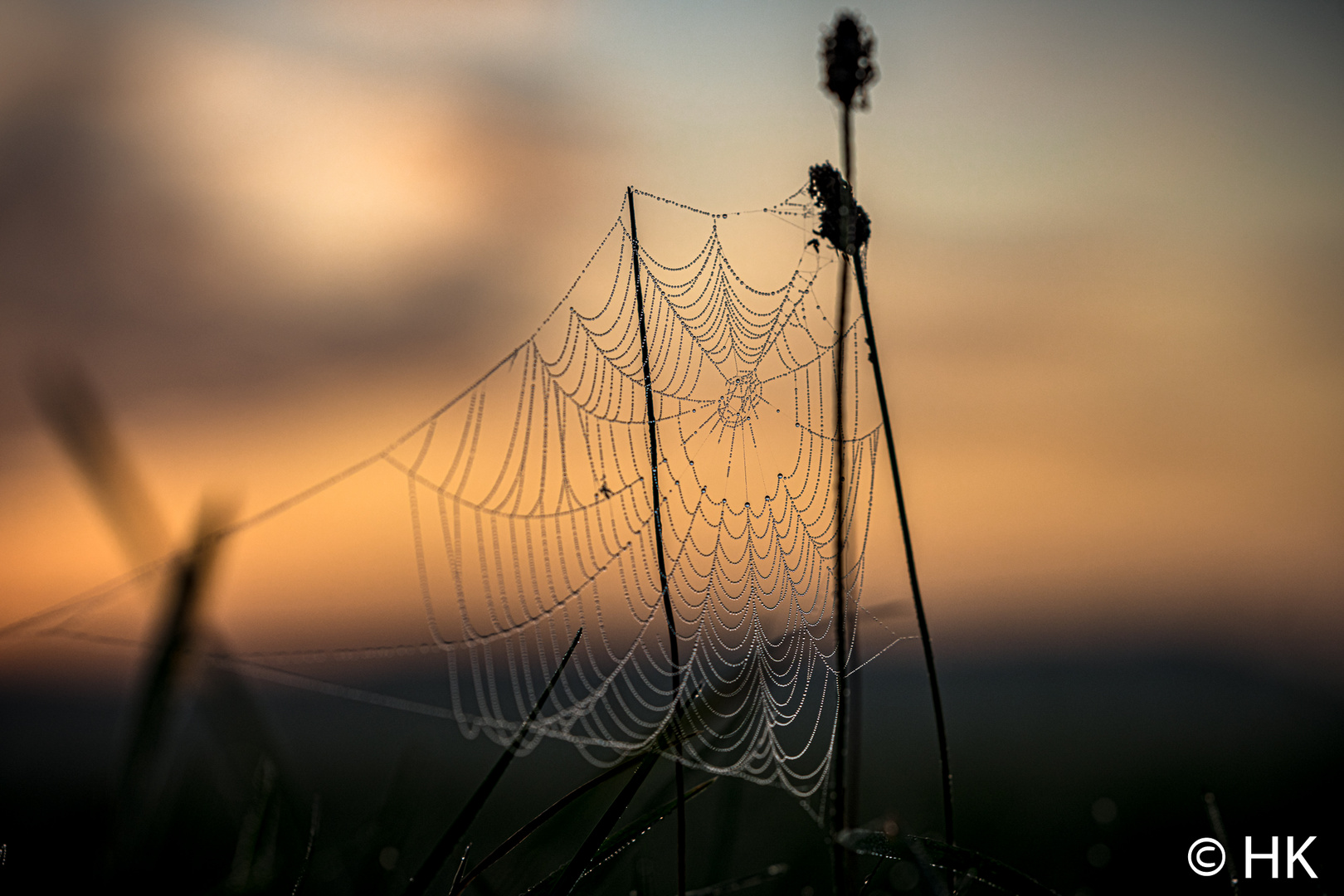 Spinnennetz am Morgen