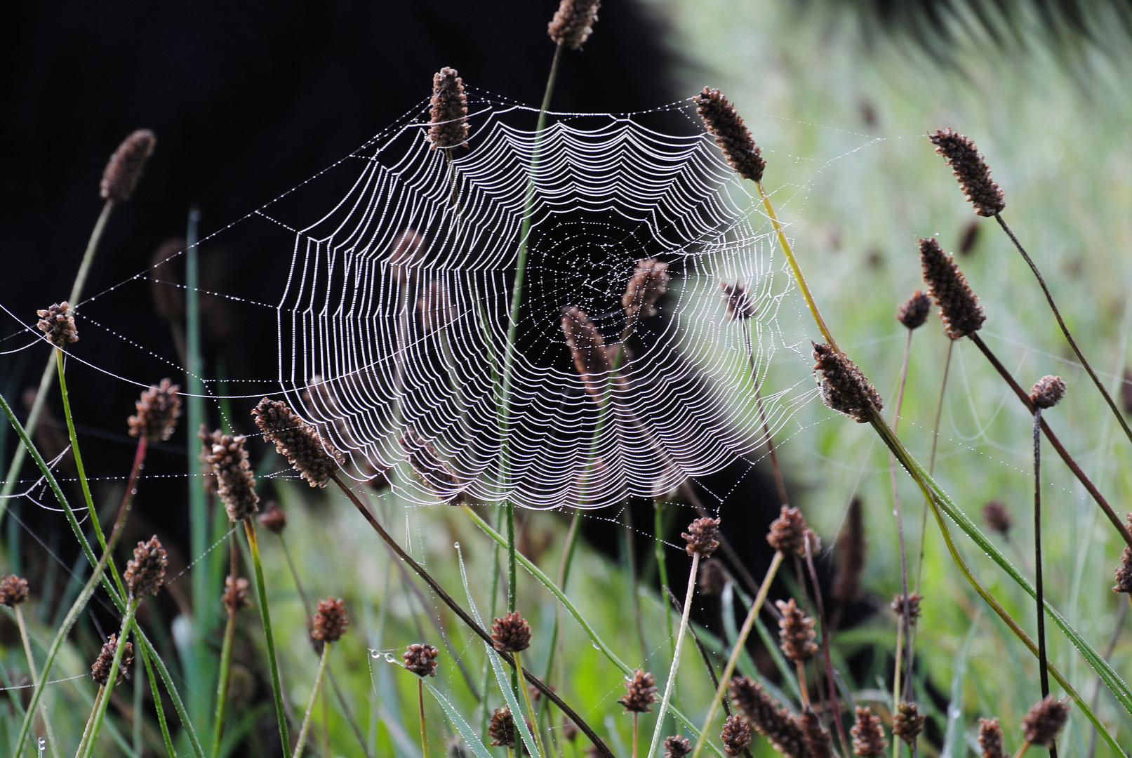 Spinnennetz am morgen