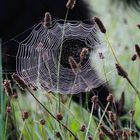 Spinnennetz am morgen