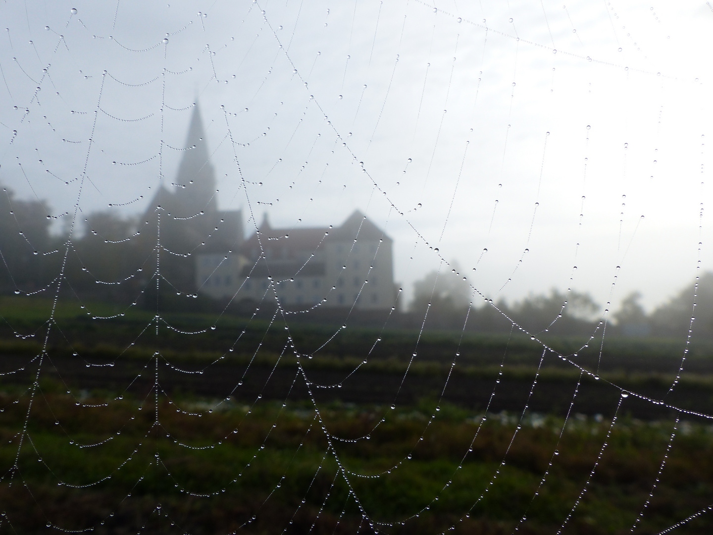 Spinnennetz am Morgen