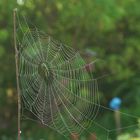 Spinnennetz-am-Morgen