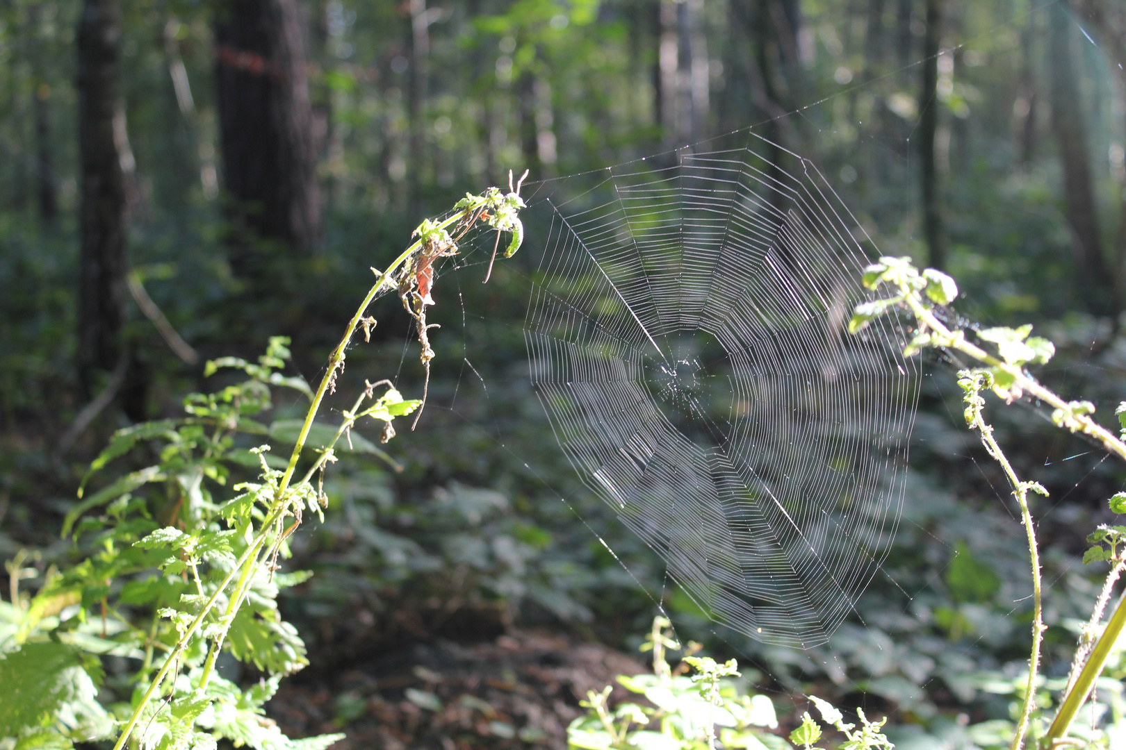 Spinnennetz am Morgen