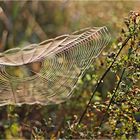 Spinnennetz am Morgen