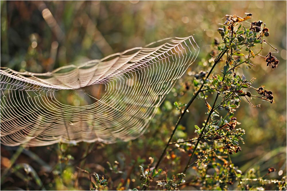 Spinnennetz am Morgen