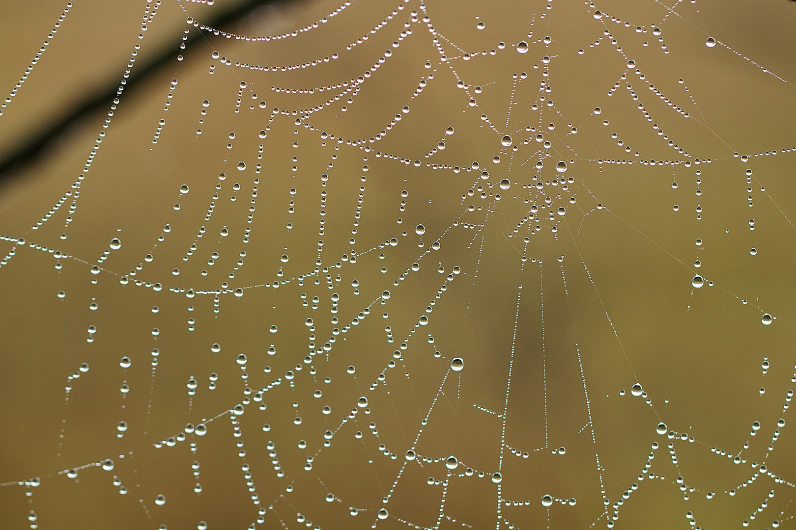 Spinnennetz am Morgen