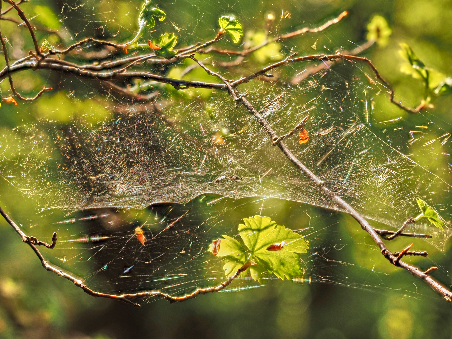 Spinnennetz am Morgen