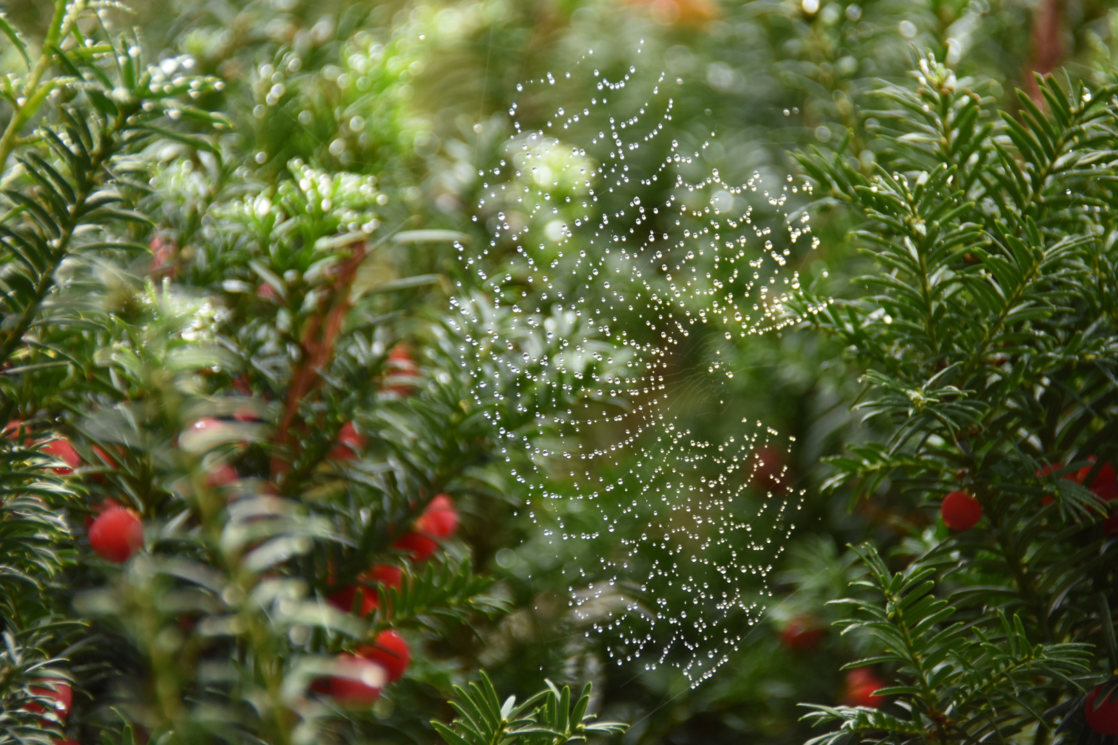 Spinnennetz am Morgen