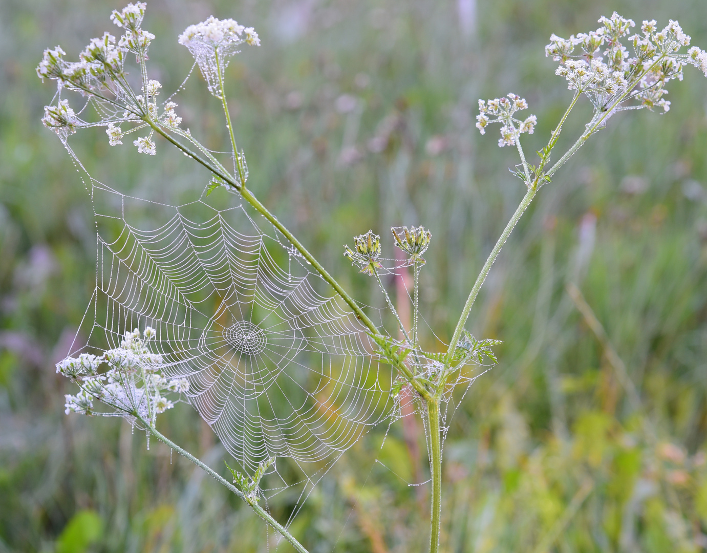 Spinnennetz am Morgen