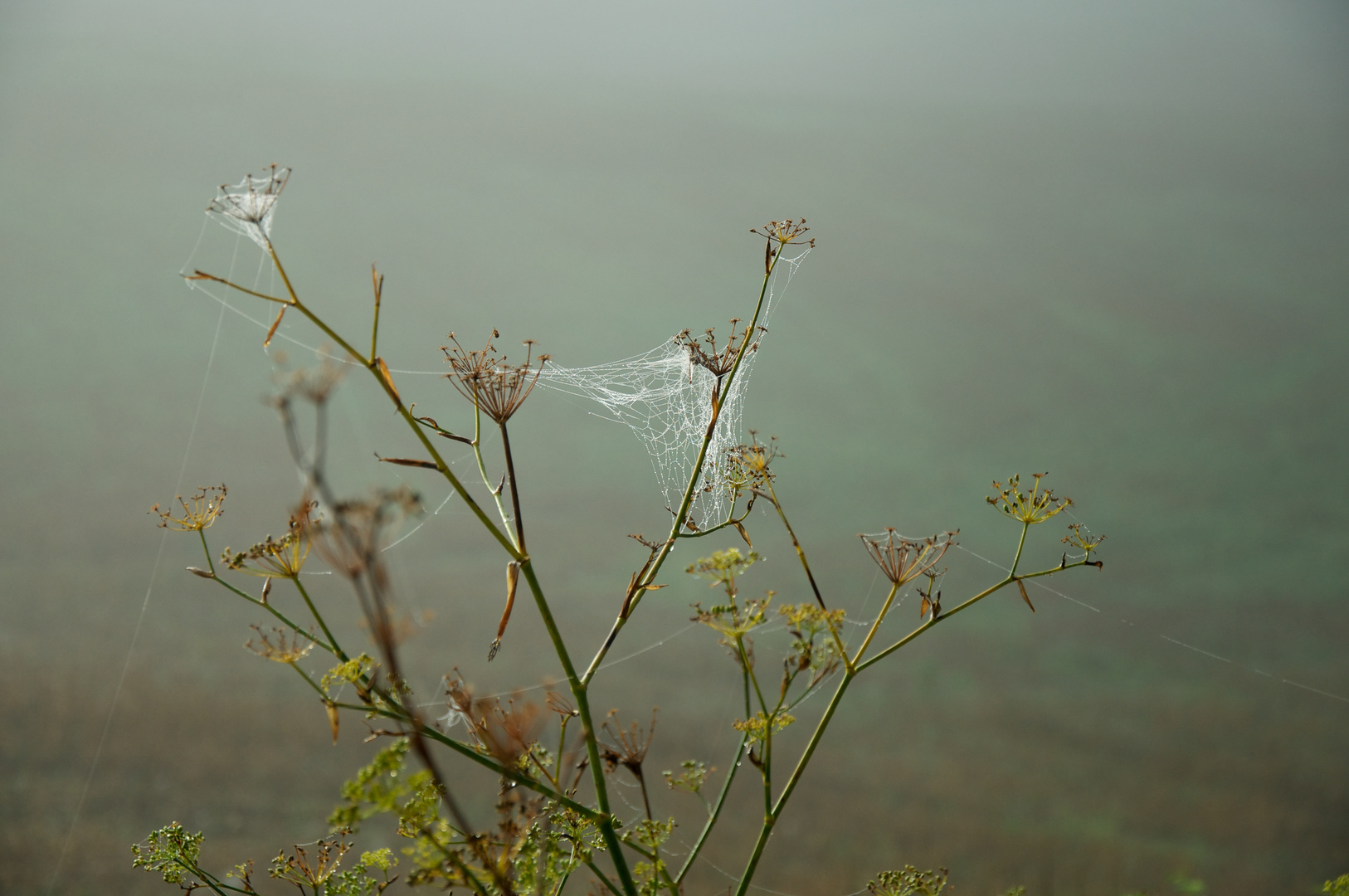 Spinnennetz am Morgen