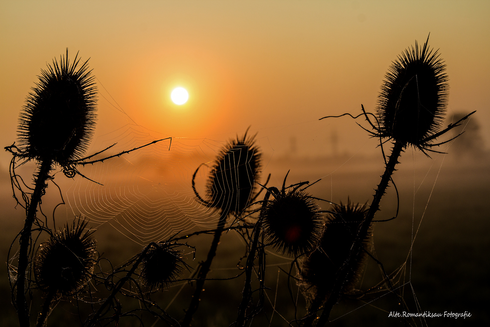 Spinnennetz am Morgen