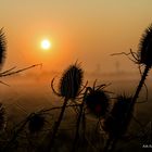 Spinnennetz am Morgen