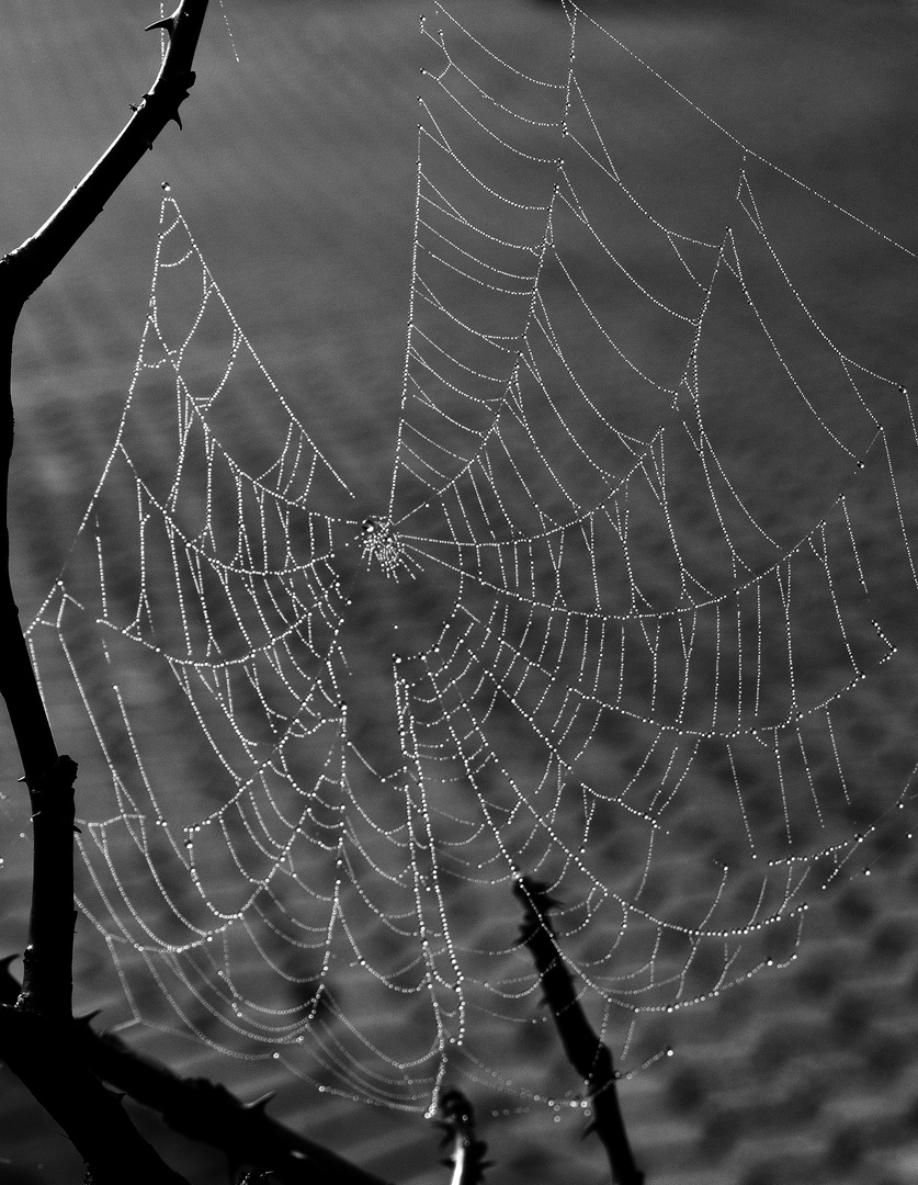 Spinnennetz am Morgen