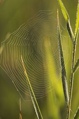 Spinnennetz am Morgen