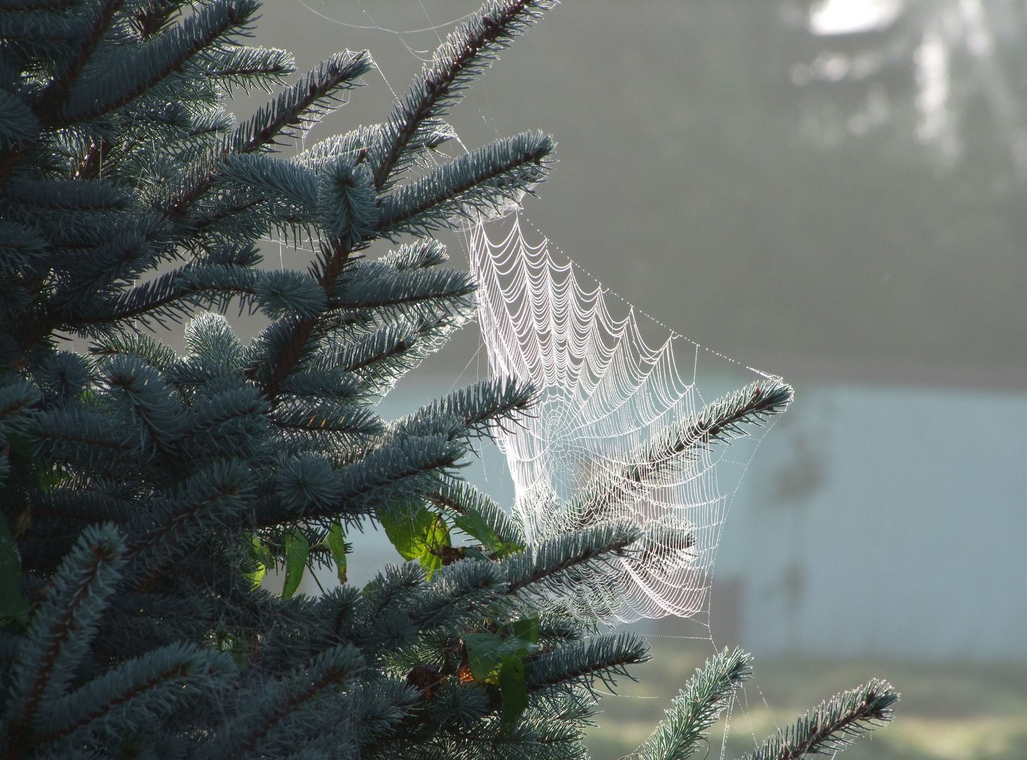 Spinnennetz am Morgen