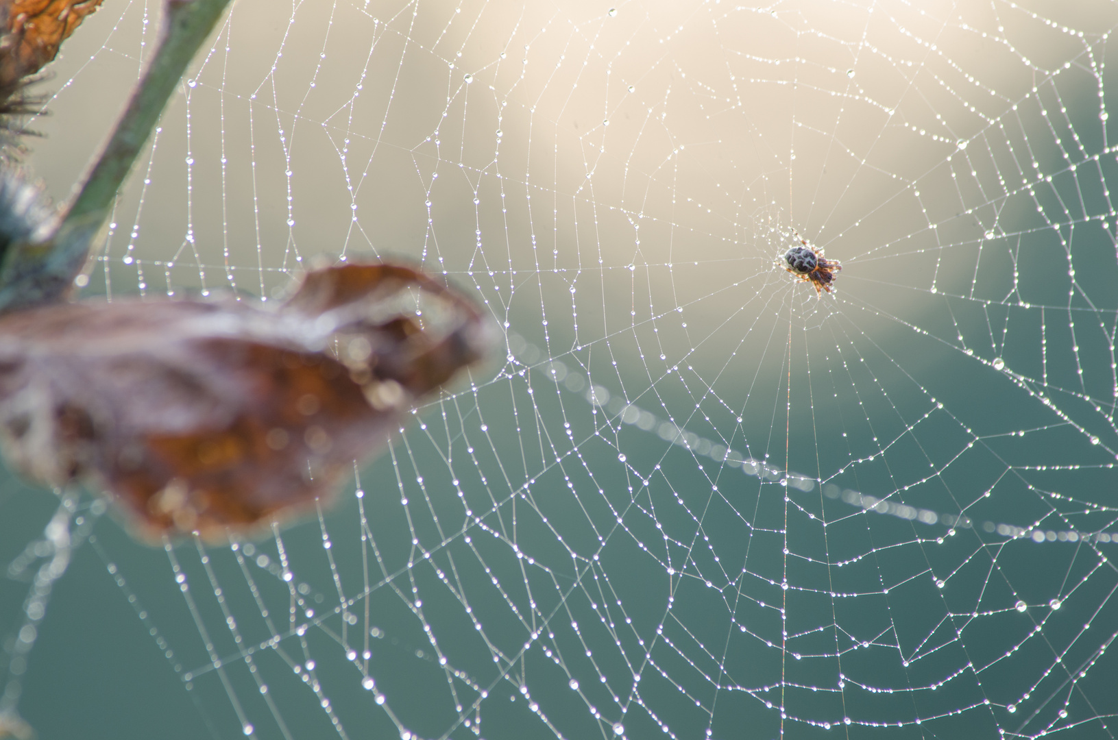 Spinnennetz am Morgen